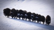 Muskox - Umingmak.jpg